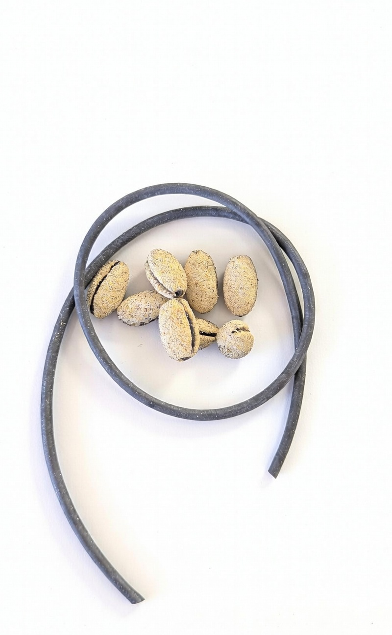 Olivette de pré-piquage ( Lot 10)